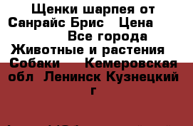Щенки шарпея от Санрайс Брис › Цена ­ 30 000 - Все города Животные и растения » Собаки   . Кемеровская обл.,Ленинск-Кузнецкий г.